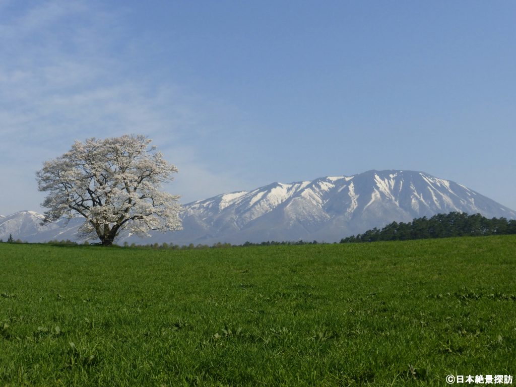 小岩井農場の一本桜（岩手県雫石町）