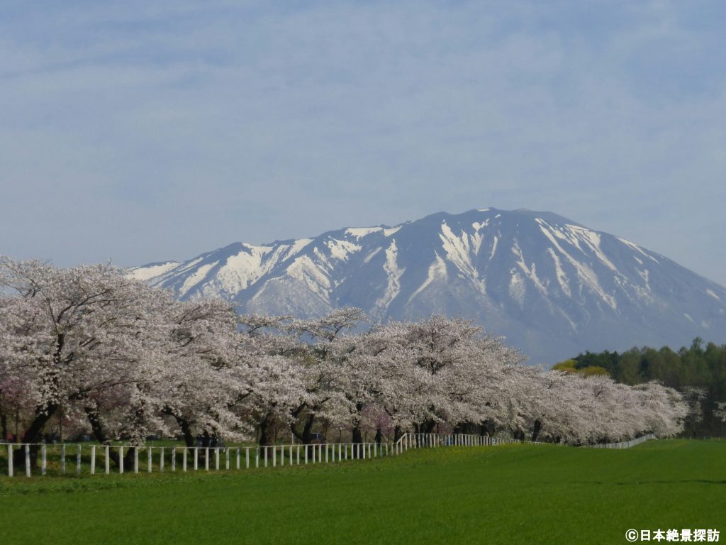 小岩井農場の一本桜（岩手県雫石町）・広大な敷地内には美しい桜並木もある