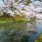 弘前公園（青森県弘前市）外濠の桜