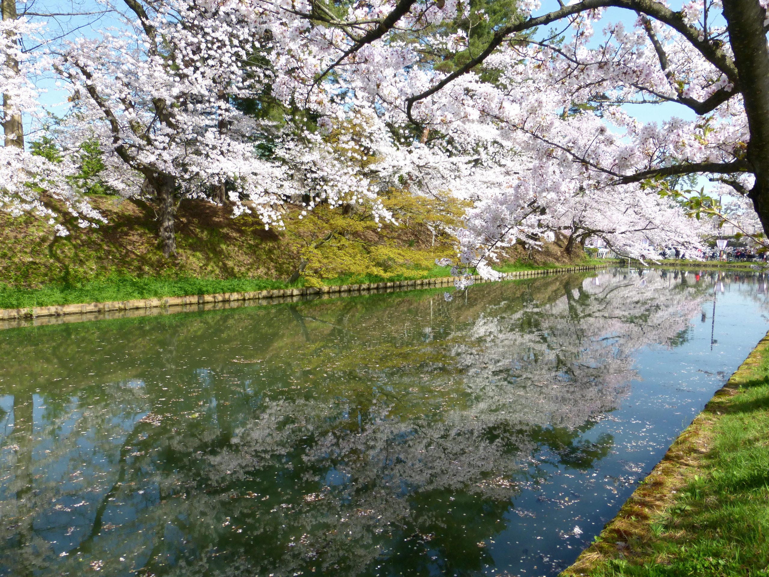 弘前公園（青森県弘前市）外濠の桜