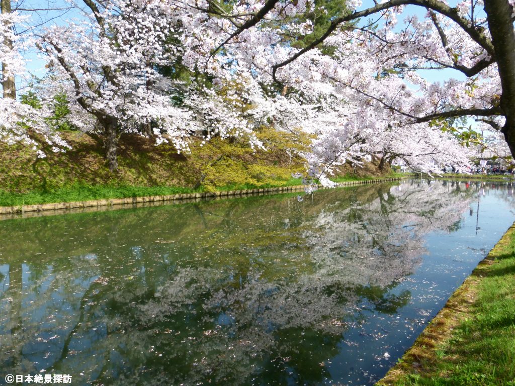 弘前公園（青森県弘前市）外濠の桜