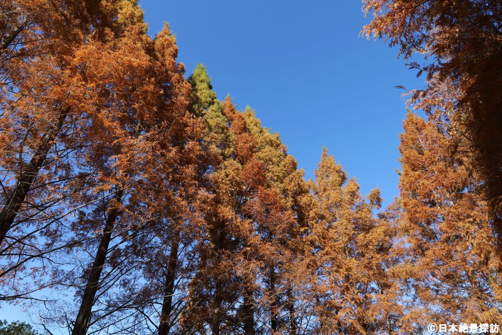 亀山湖（千葉県君津市）・見事に紅葉したメタセコイア並木