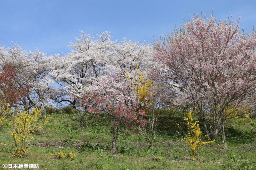 塩ノ崎の大桜（福島県本宮市）・臨時駐車場にて