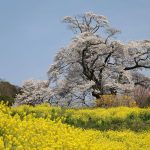 塩ノ崎の大桜（福島県本宮市）