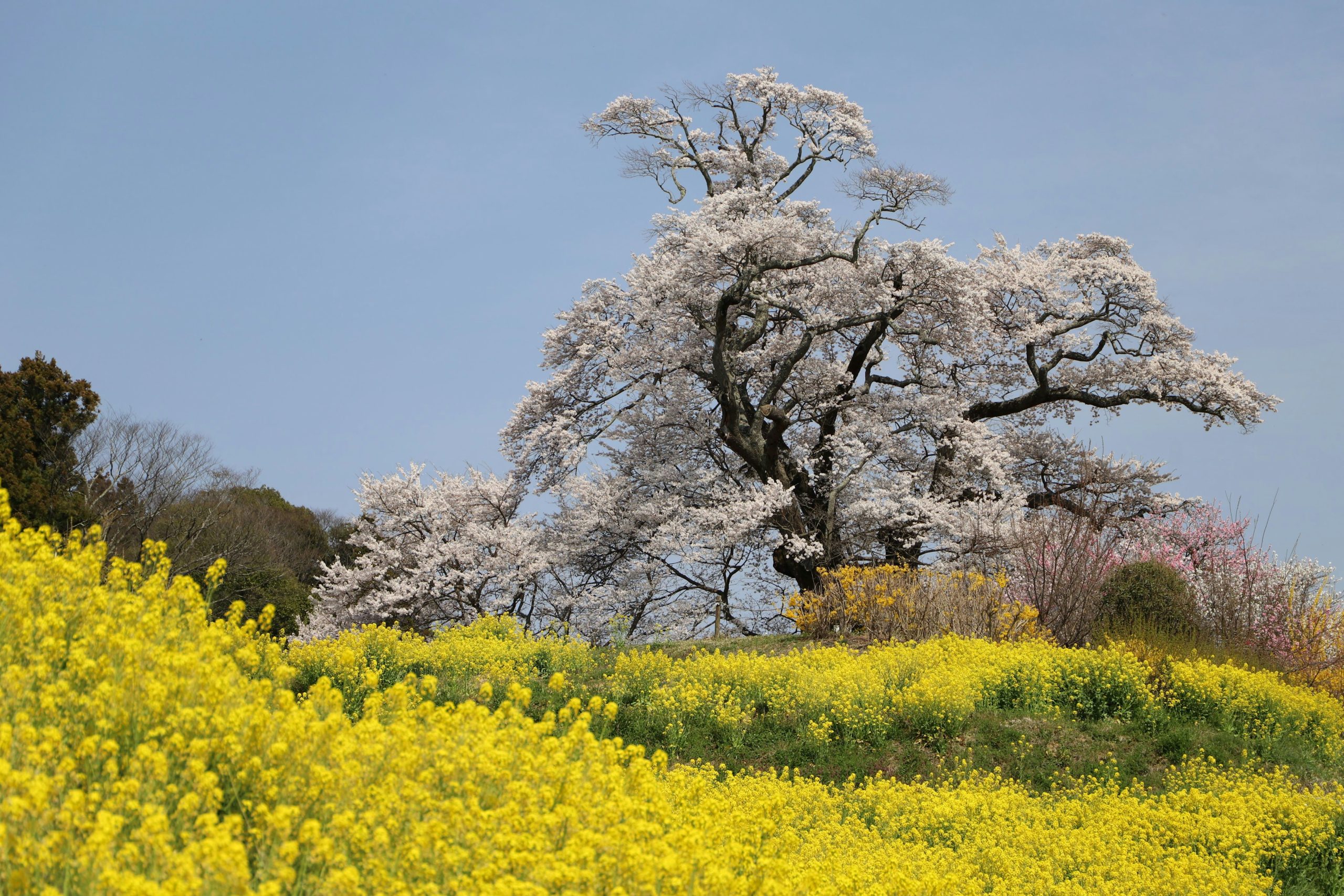 塩ノ崎の大桜（福島県本宮市）