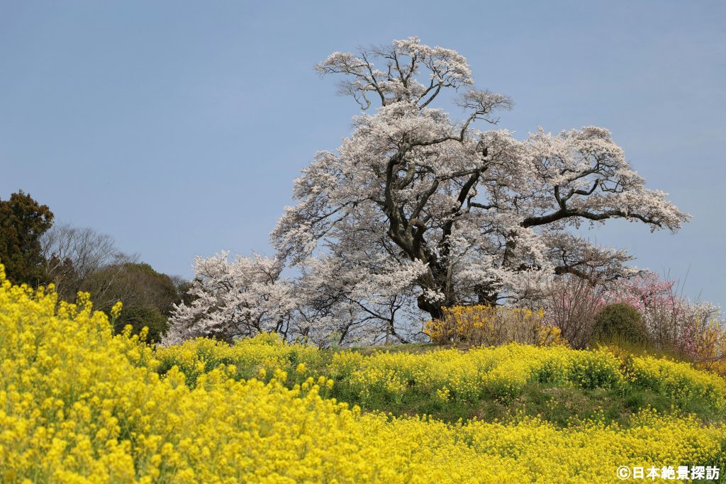 塩ノ崎の大桜（福島県本宮市）