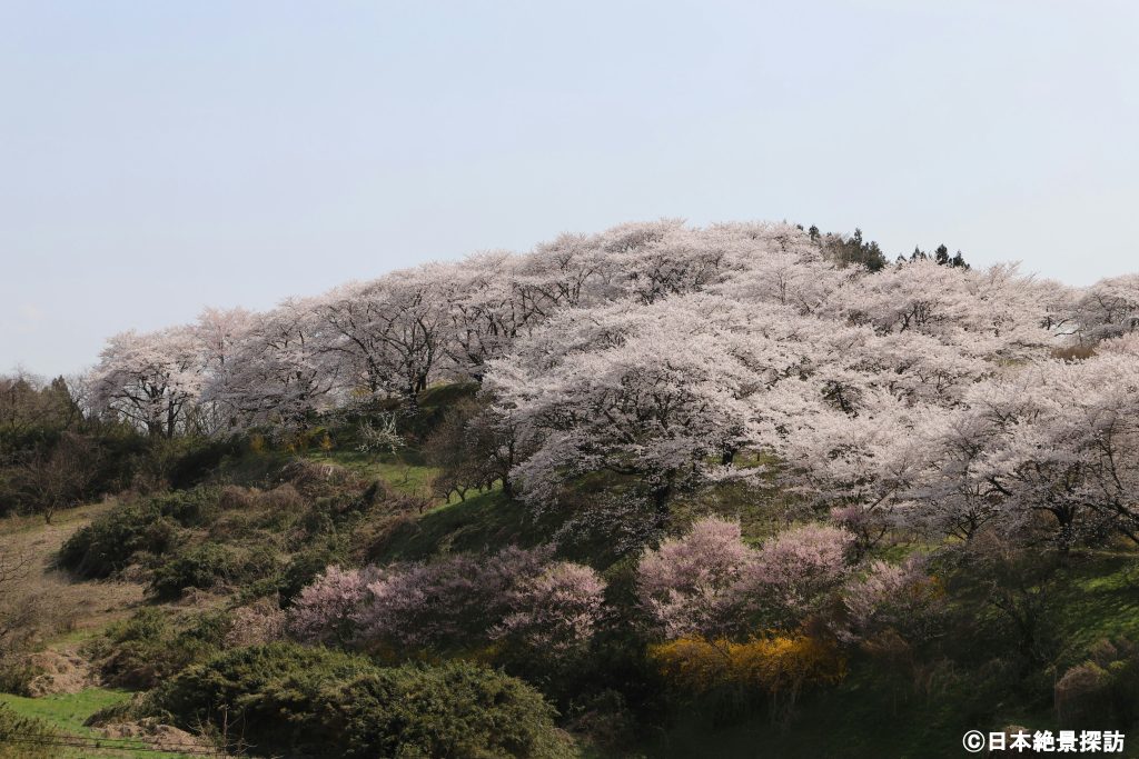 塩ノ崎の大桜（福島県本宮市）・温浴施設「天空郷」の桜山も見事だ