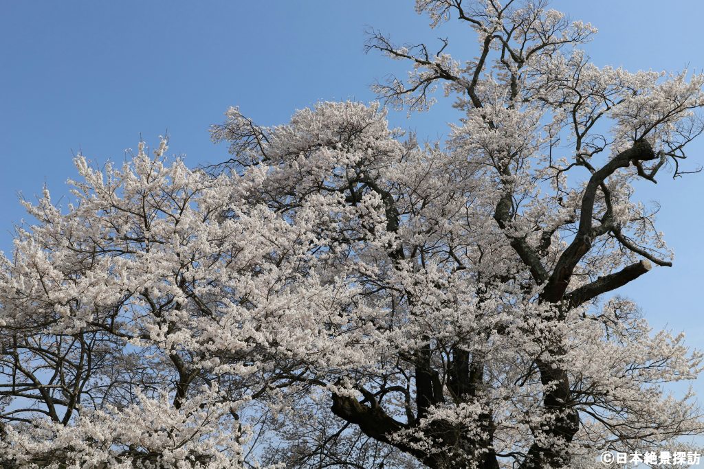 塩ノ崎の大桜（福島県本宮市）・全て収まり切らないほどの満開の桜