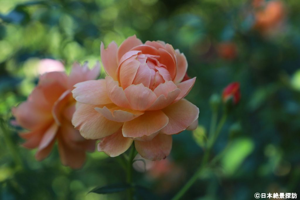 横浜イングリッシュガーデン（神奈川県横浜市西区）・花開く時