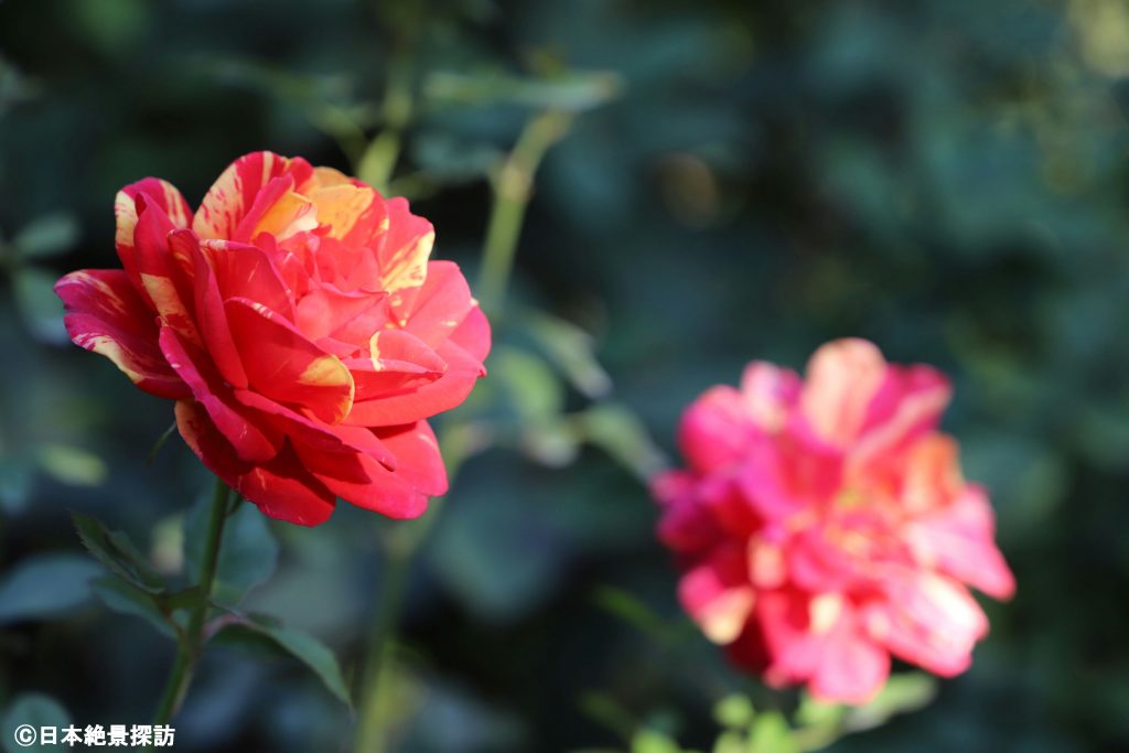 横浜イングリッシュガーデン（神奈川県横浜市西区）・メッシュの薔薇