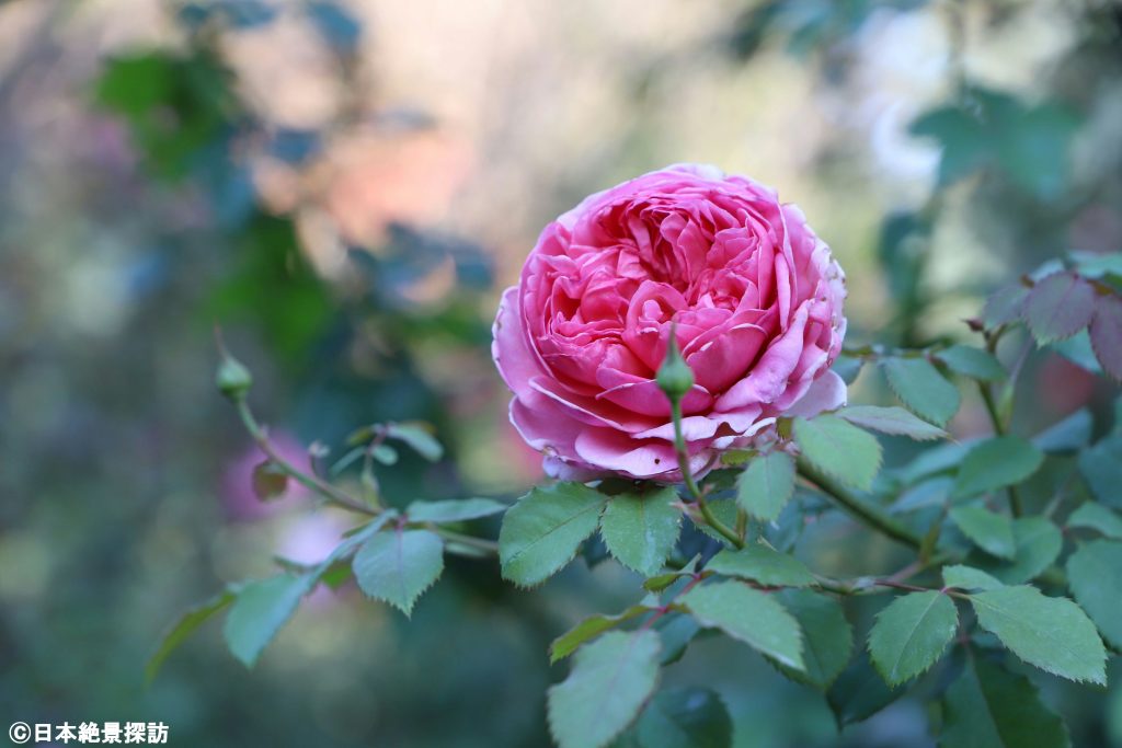 横浜イングリッシュガーデン（神奈川県横浜市西区）・右から...薔薇