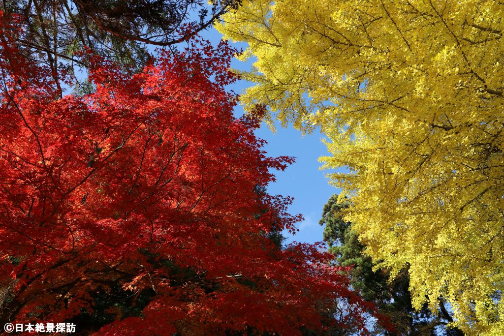 熊野大社（山形県南陽市）前にて・赤と黄色のセパレート紅葉