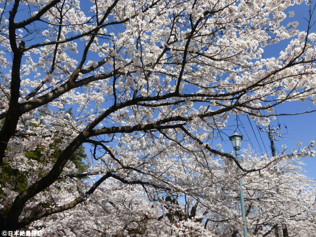 松が岬公園/上杉神社（山形県米沢市）・街灯を囲む桜