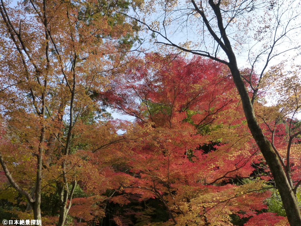 今熊野観音寺（京都府京都市東山区）・鮮やかな紅葉のお出迎え