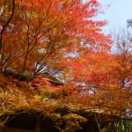 今熊野観音寺（京都府京都市東山区）の紅葉