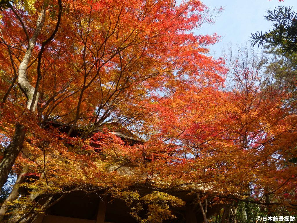 今熊野観音寺（京都府京都市東山区）の紅葉・燃えるような