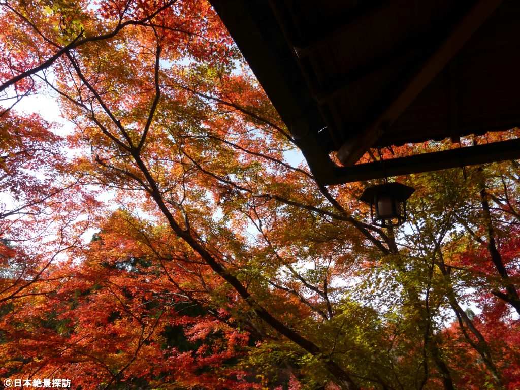 今熊野観音寺（京都府京都市東山区）・真っ赤なもみじの世界