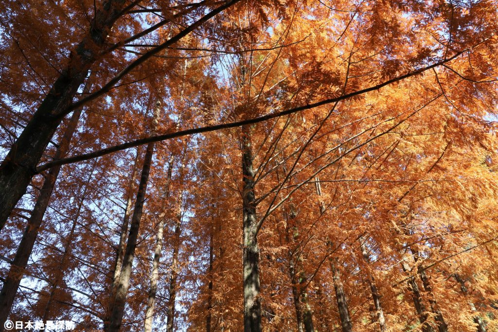 トーベ・ヤンソンあけぼの子どもの森公園（埼玉県飯能市）・真っ直ぐにそびえる