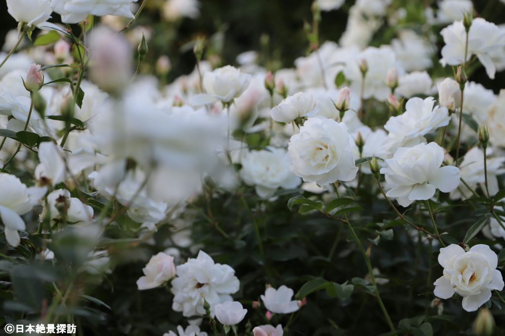 横浜イングリッシュガーデン（神奈川県横浜市西区）・白薔薇の舞