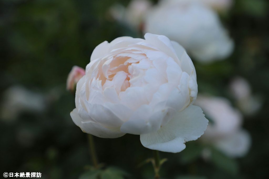 横浜イングリッシュガーデン（神奈川県横浜市西区）・花開く時