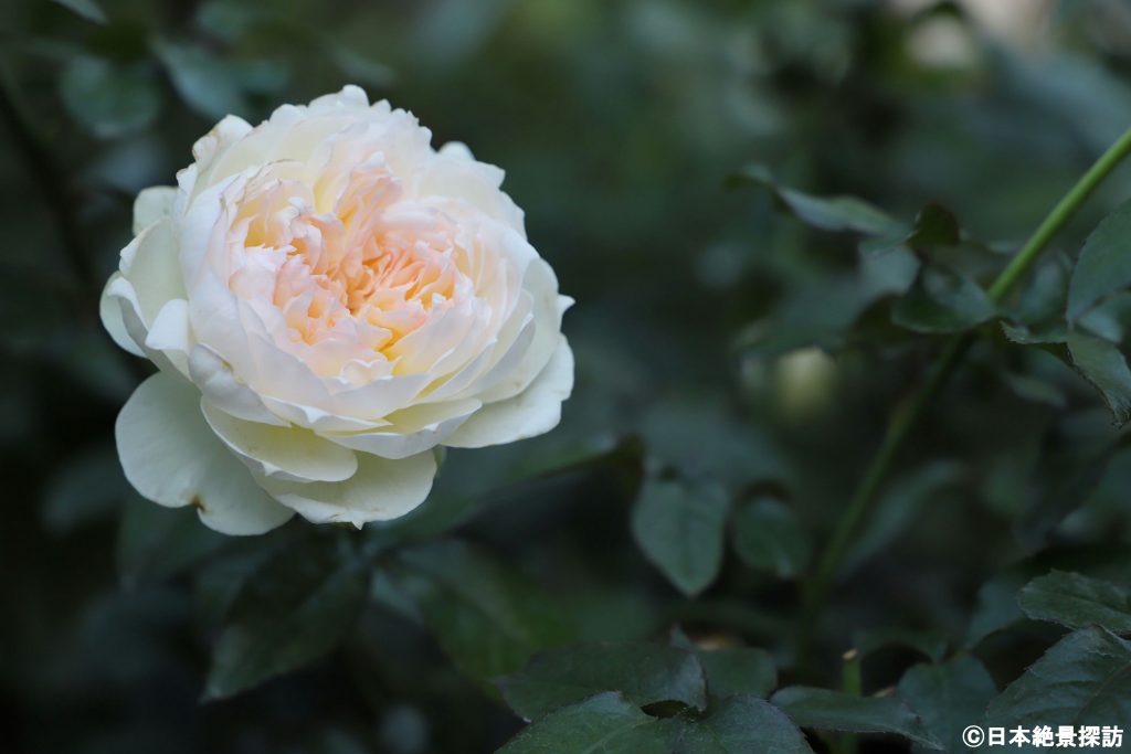 横浜イングリッシュガーデン（神奈川県横浜市西区）・白薔薇（左側）