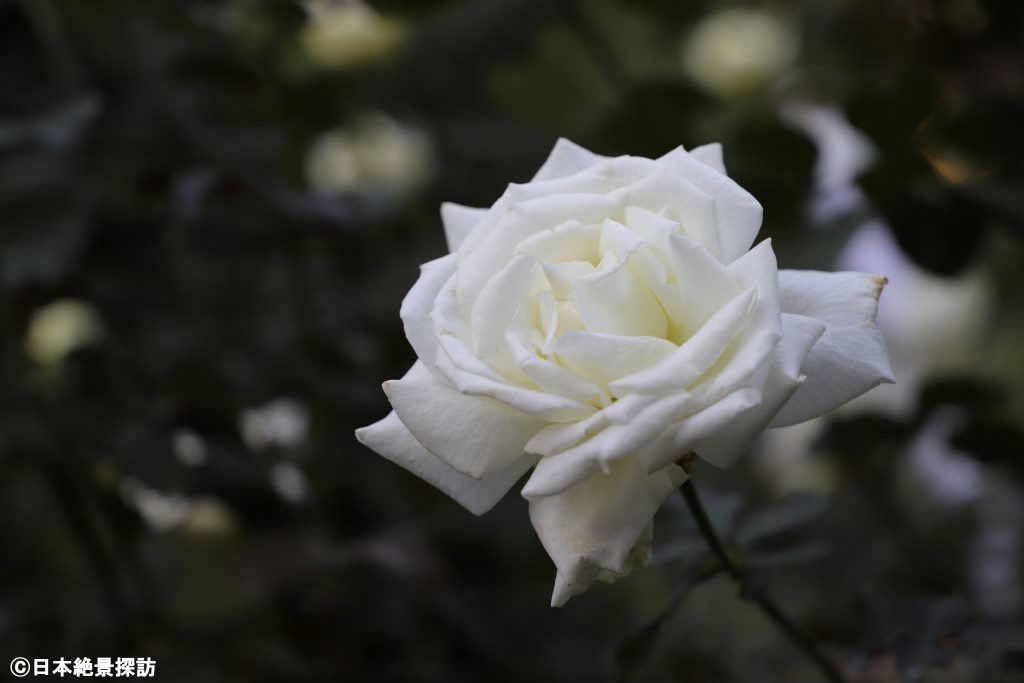 横浜イングリッシュガーデン（神奈川県横浜市西区）・白薔薇（右側）