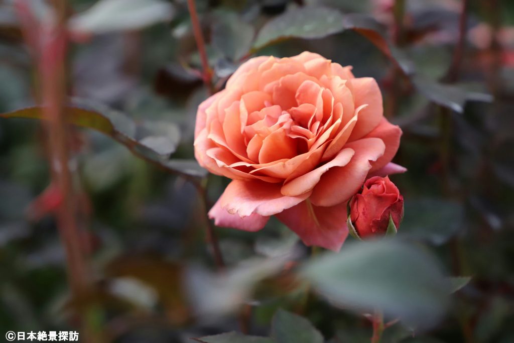 横浜イングリッシュガーデン（神奈川県横浜市西区）・親子の薔薇？