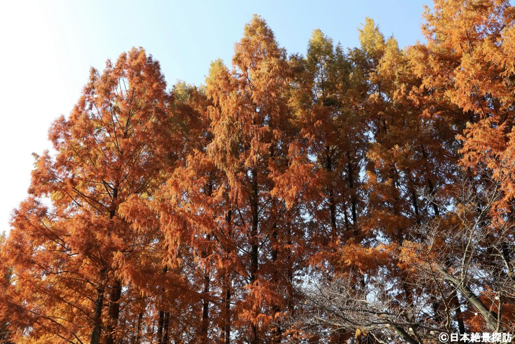 トーベ・ヤンソンあけぼの子どもの森公園（埼玉県飯能市）・メタセコイア並木（斜めカットver.