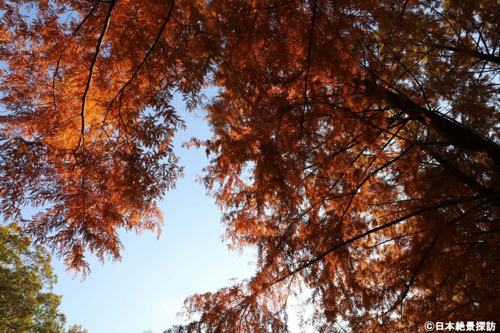 トーベ・ヤンソンあけぼの子どもの森公園（埼玉県飯能市）・強いオレンジ