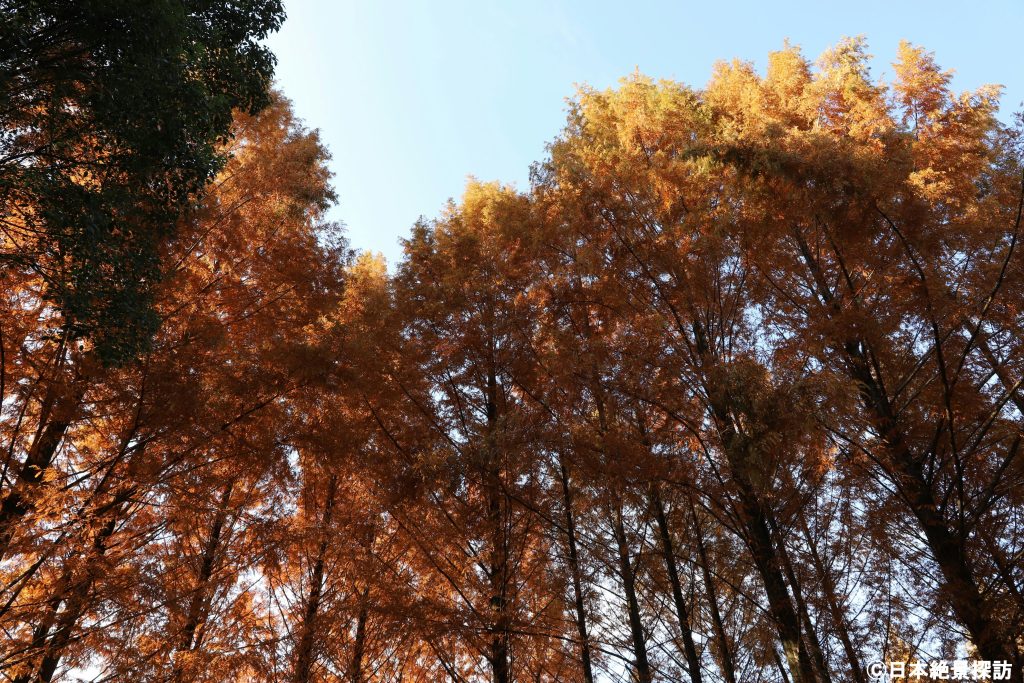 トーベ・ヤンソンあけぼの子どもの森公園（埼玉県飯能市）・「く」の字並木