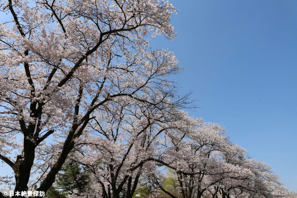 長峰公園（栃木県矢板市）・見上げる桜並木