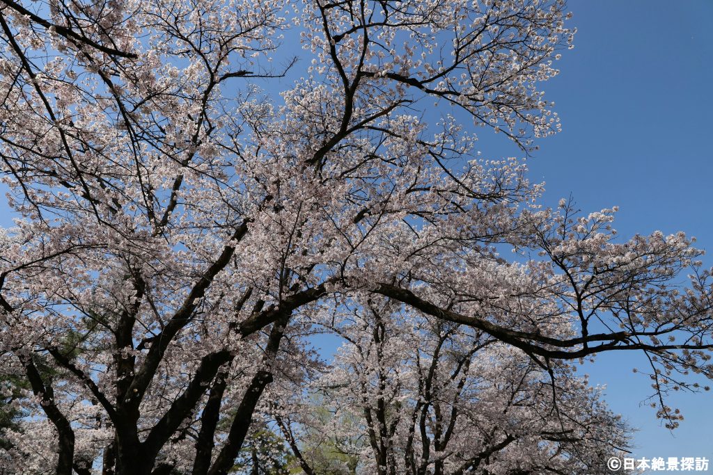 長峰公園（栃木県矢板市）・大きな桜の木の下で