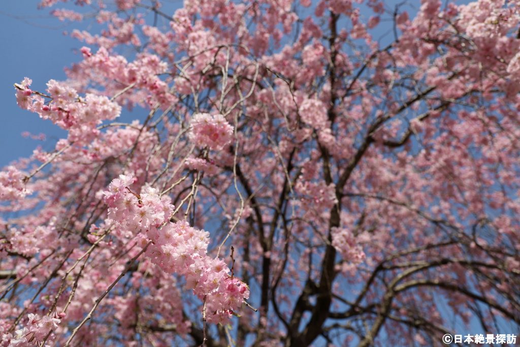 長峰公園（栃木県矢板市）・降り注ぐ