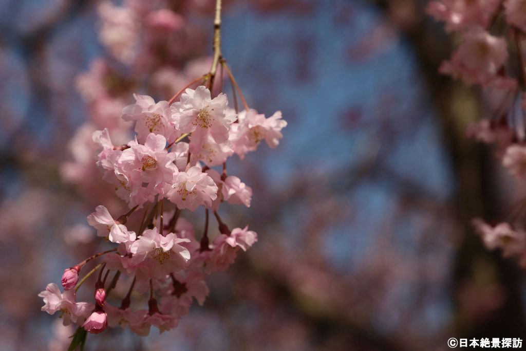 長峰公園（栃木県矢板市）・後ろも華やか