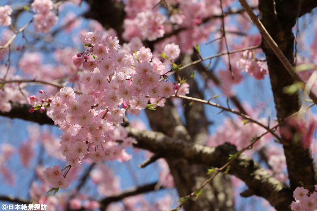 長峰公園（栃木県矢板市）・百花乱舞