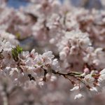 中島の地蔵桜（福島県二本松市）