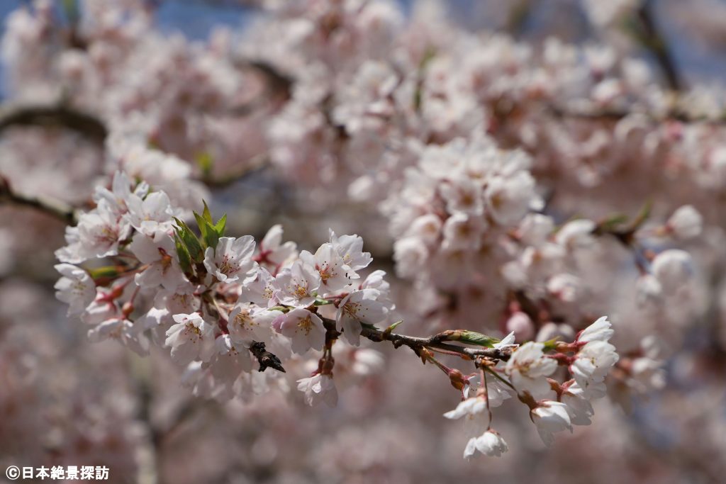 中島の地蔵桜（福島県二本松市）・可愛らしい紅しだれの桜の花びら