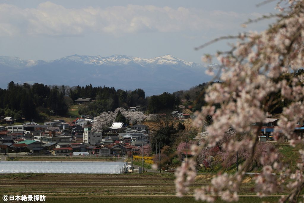 中島の地蔵桜（福島県二本松市）・残雪の安達太良山とのコラボレーション