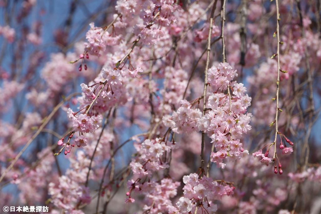 長峰公園（栃木県矢板市）・シダレザクラの世界