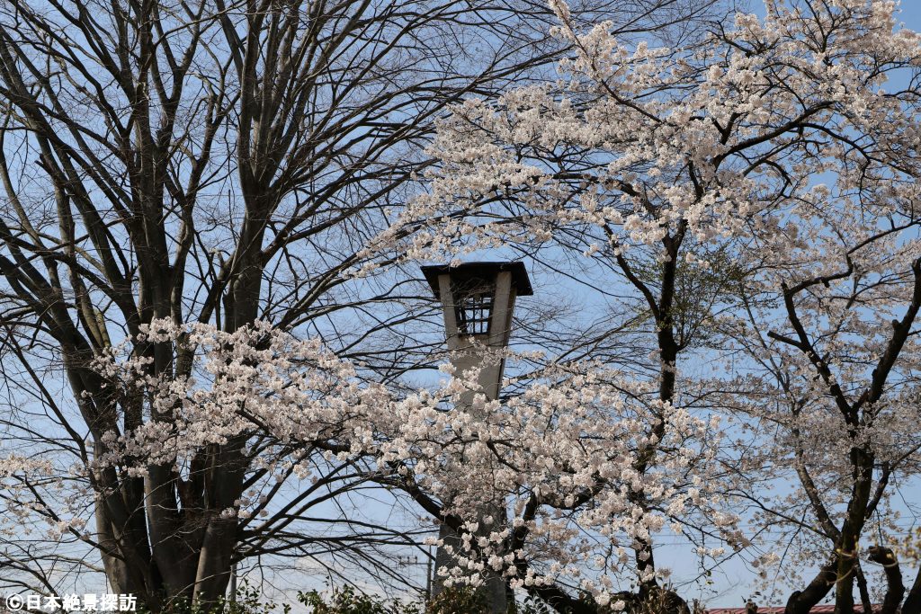 長峰公園（栃木県矢板市）・桜に囲まれた街灯