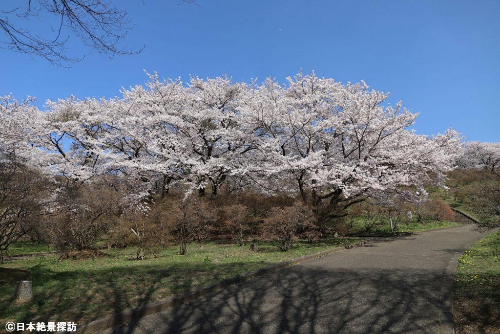 長峰公園（栃木県矢板市）・桜の散歩道