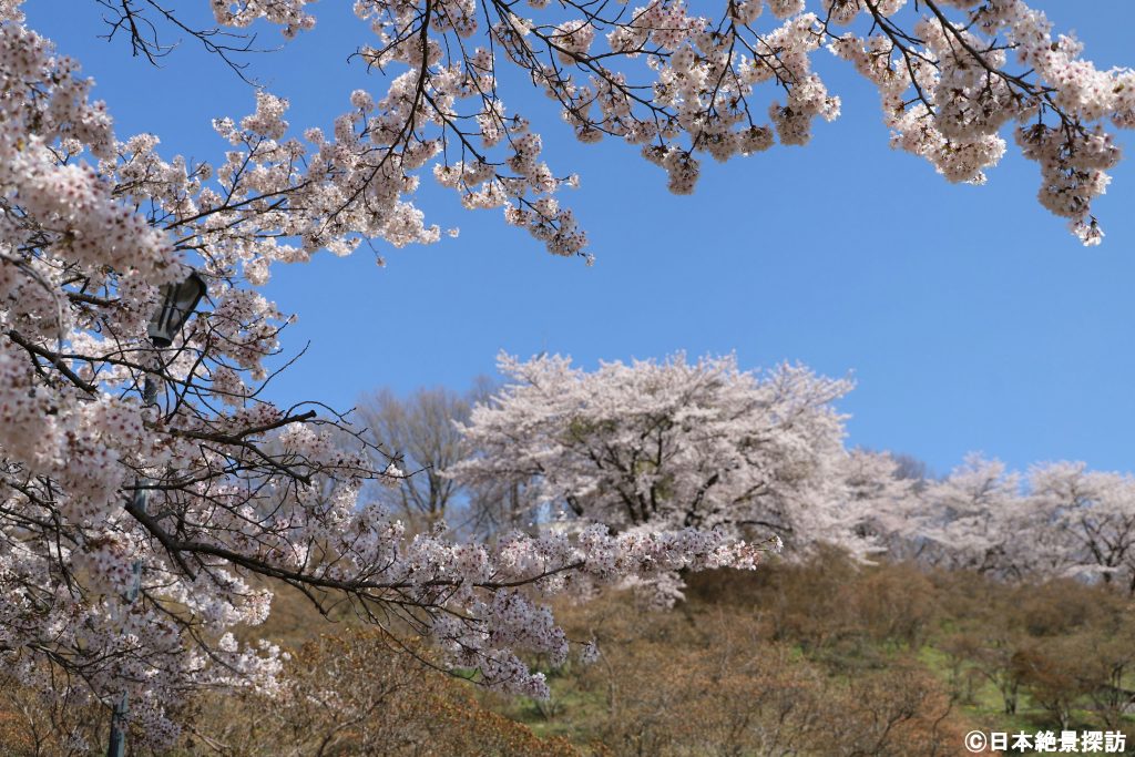 長峰公園（栃木県矢板市）・近くの桜と遠くの桜