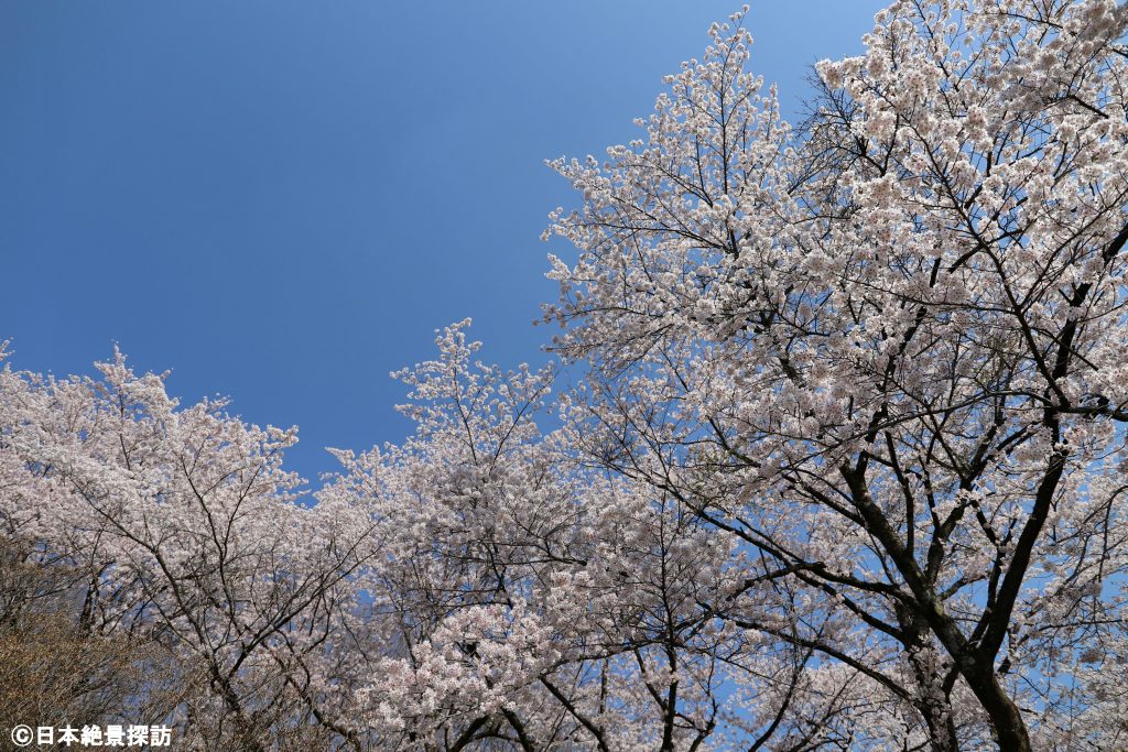 長峰公園（栃木県矢板市）・桜のフレーム