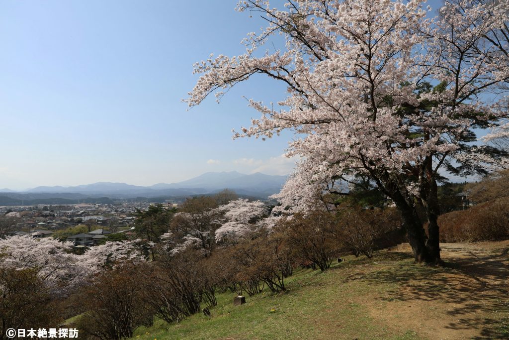 長峰公園（栃木県矢板市）・印象的な1本の桜の木