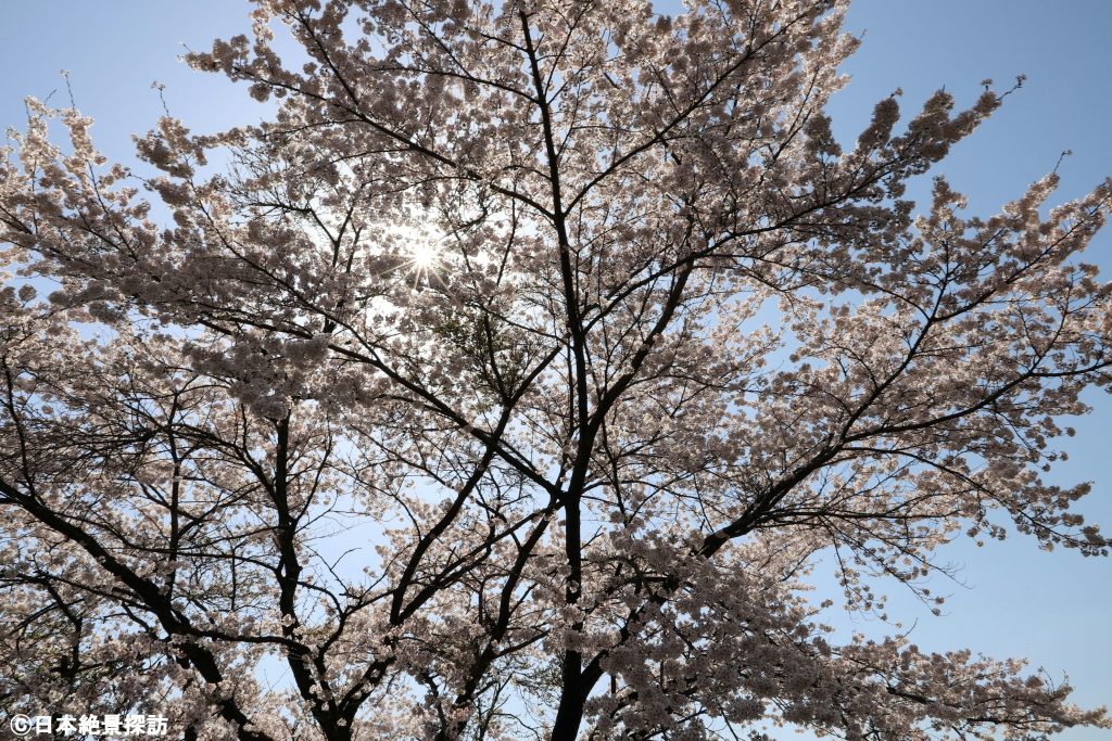 長峰公園（栃木県矢板市）・覗く光条