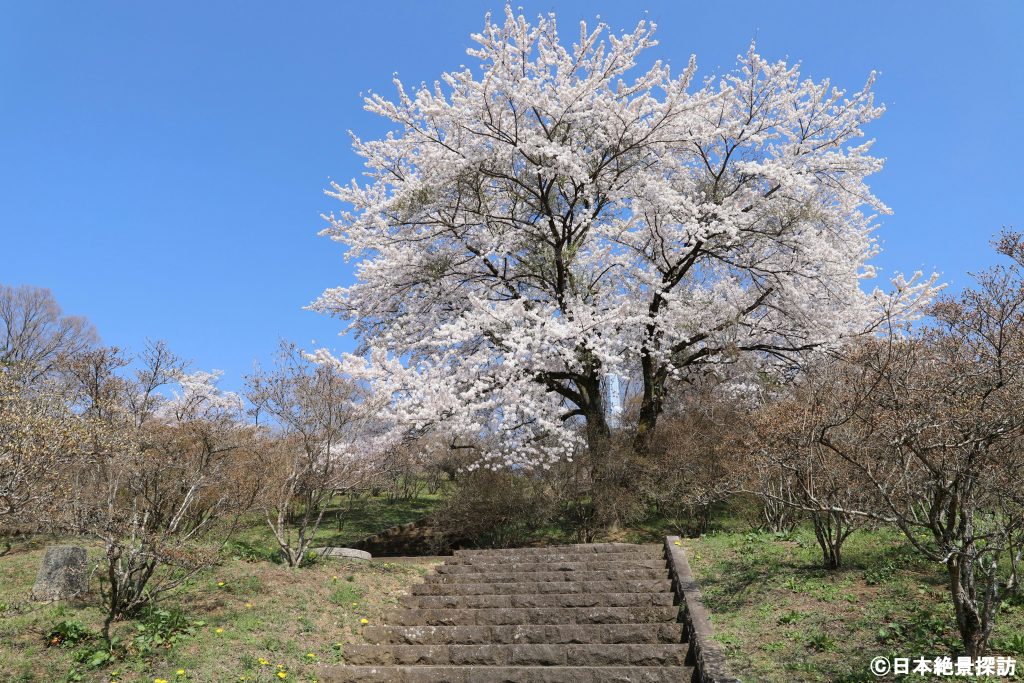 長峰公園（栃木県矢板市）・見上げれば…桜