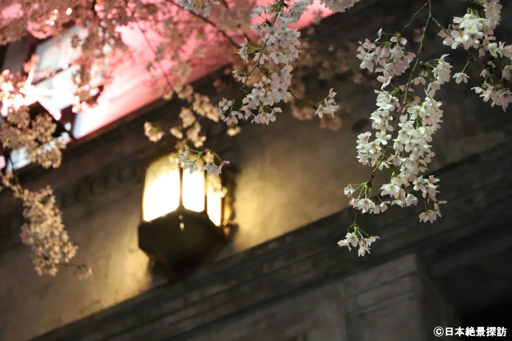 江戸桜通り（東京都中央区）の桜ライトアップ・オシャレな街灯とともに