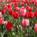 寄り添うチューリップ・いくとぴあ食花（新潟県新潟市中央区）にて