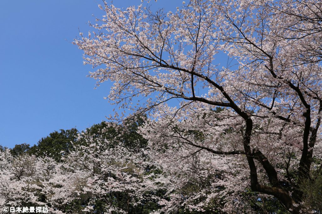 千本松牧場（栃木県那須塩原市）・桜のフレーム