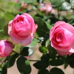 開成山公園/バラ園(福島県郡山市)